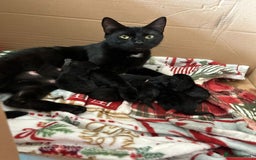 Mixed Breed cats for sale: For sale - Image 5