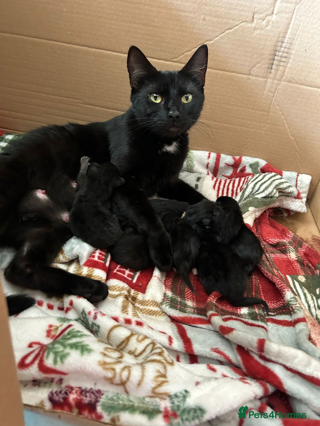 Mixed Breed cats for sale: For sale - Image 5