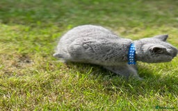 British Shorthair cats for sale: British shorthair  - Image 12