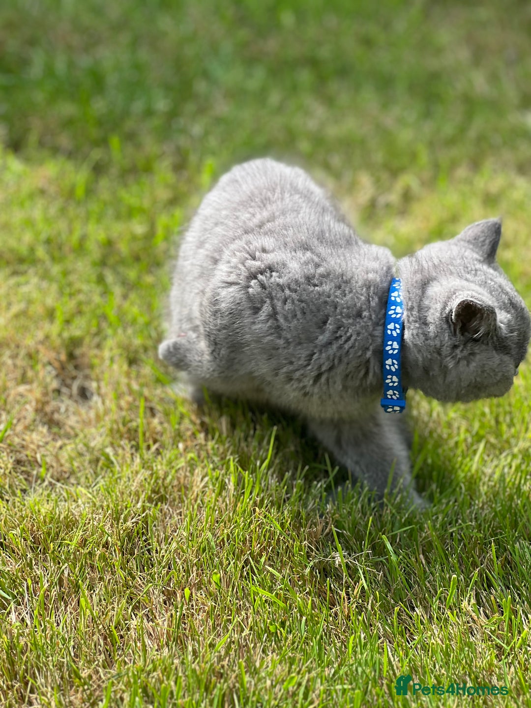 British Shorthair cats for sale: British shorthair  - Image 12