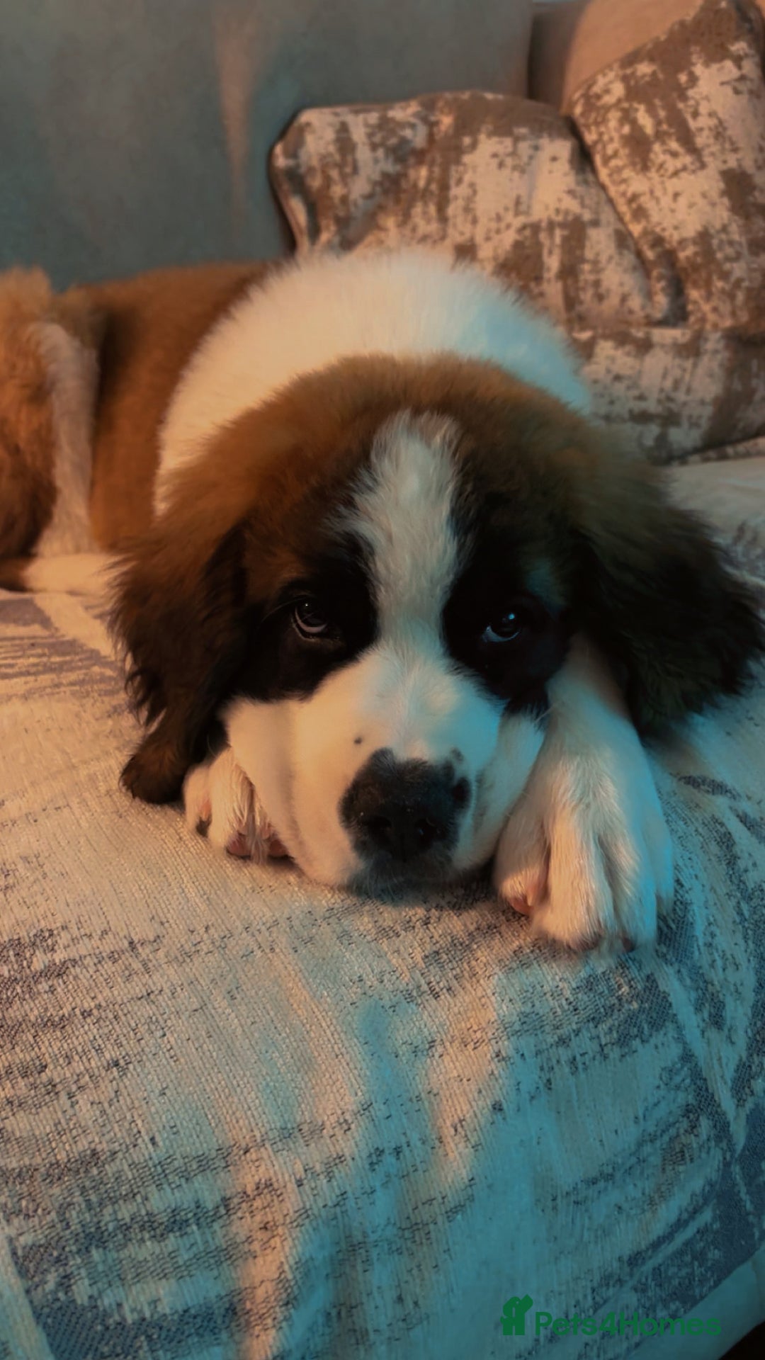 Saint Bernard dogs for sale: 4 month old Saint Bernard.  - Image 1