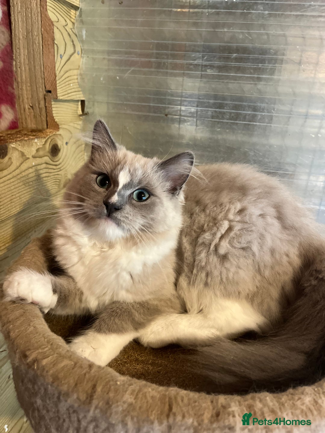 Ragdoll cats for sale:  Gorgeous purebred mink ragdolls   - Image 7