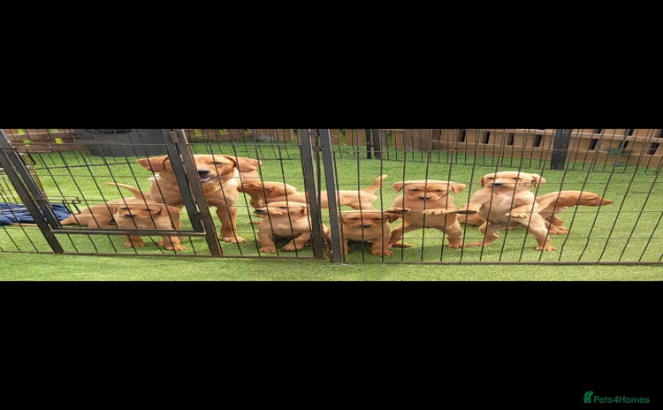 Labrador Retriever dogs - Advert 1