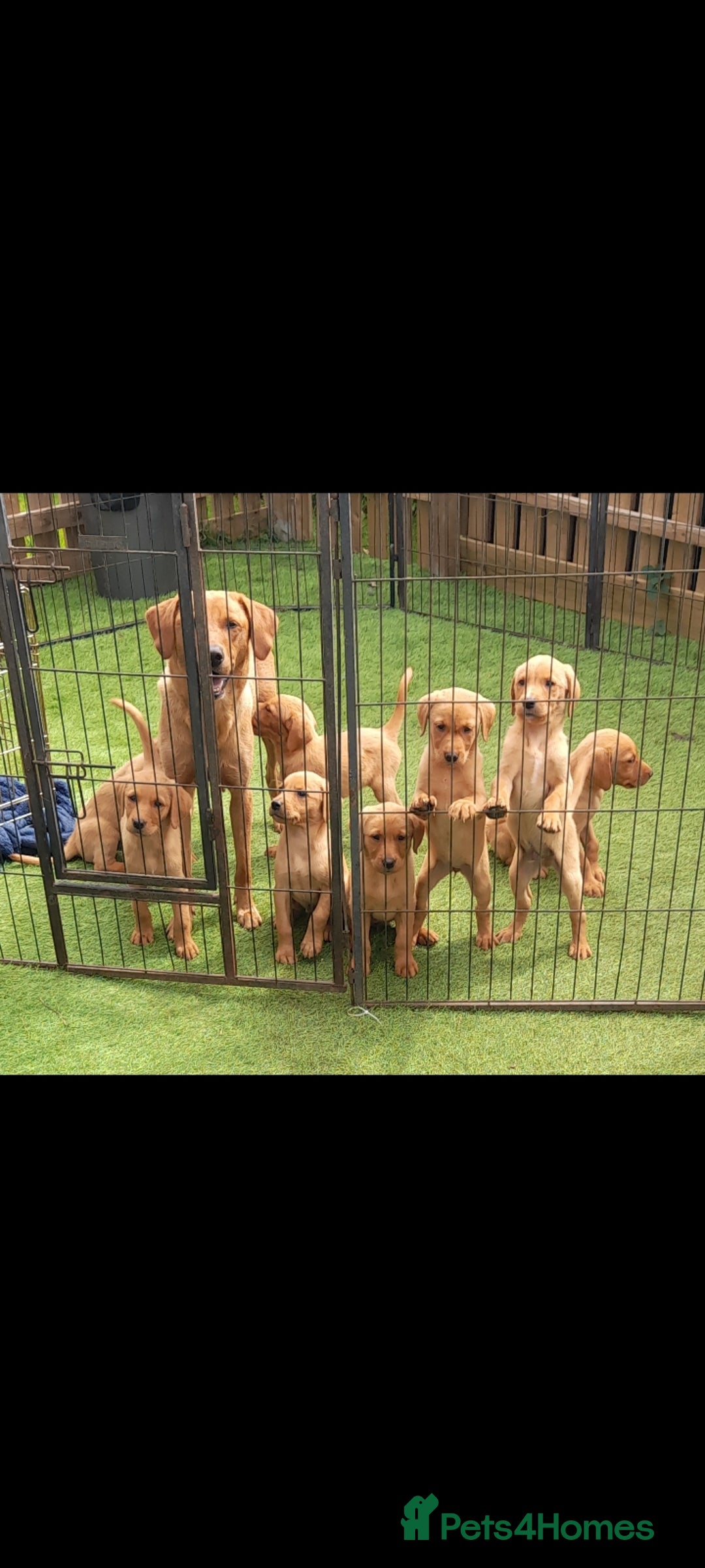 Labrador Retriever dogs for sale: Red fox labrador puppy's  - Image 1