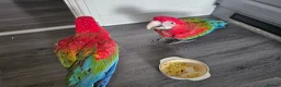 Macaws birds for sale: Gorgeous Baby Greenwing Macaws in Halifax - Advert 6