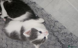 British Shorthair cats for sale: Grey kitten  - Image 1