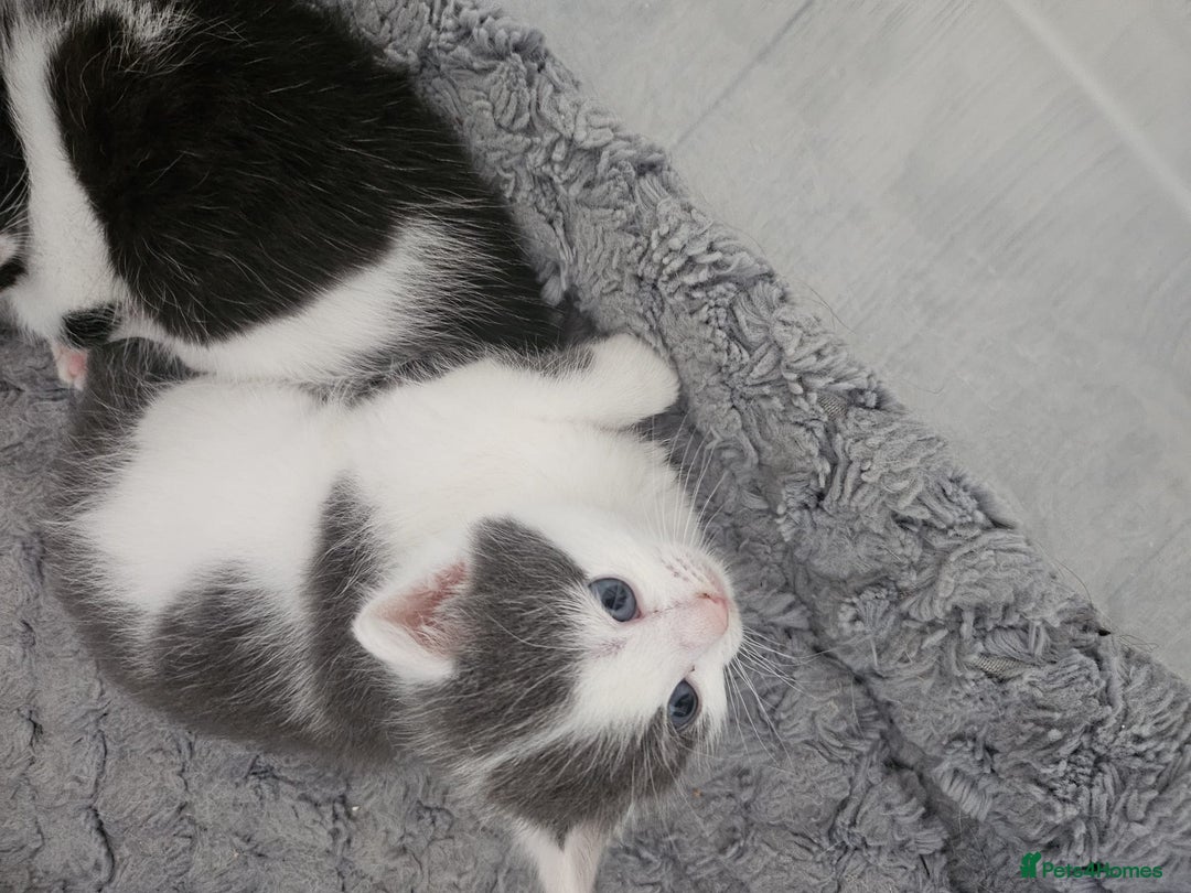 British Shorthair cats for sale: Grey kitten  - Image 1