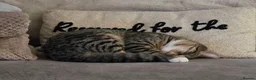 Mixed Breed cats for sale: Gorgeous 10 month old female tabby in Leeds - Advert 4