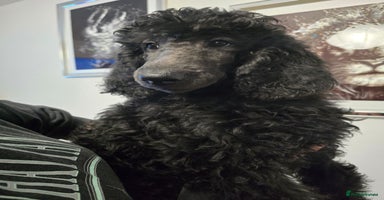 Standard Poodle dogs - Advert 13