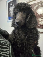 Standard Poodle dogs - Advert 13