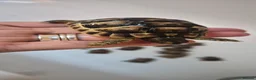 Tortoise reptiles for sale: Baby Tortoises  - Advert 8