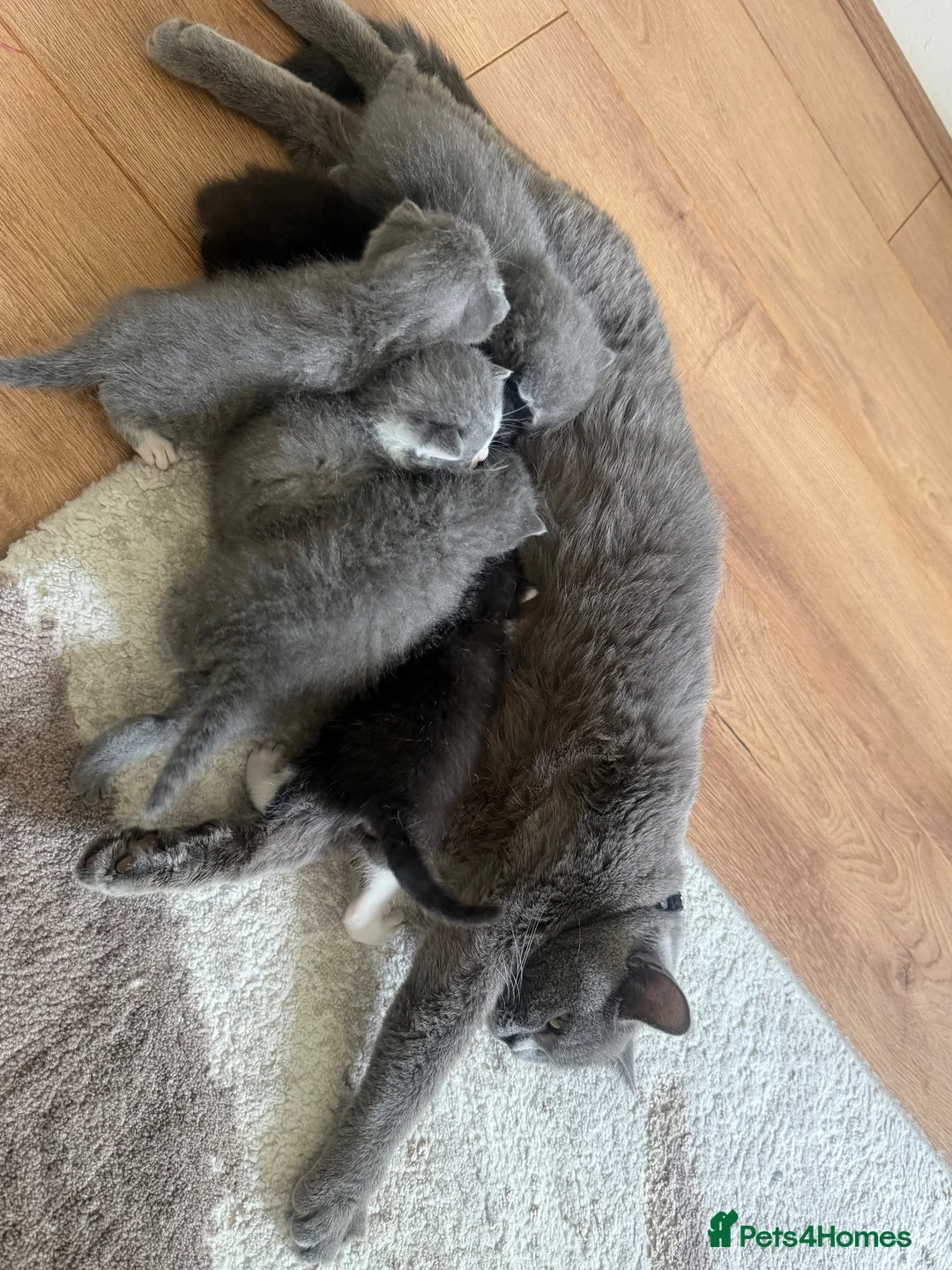 British Shorthair cats for sale: British Shorthair Kittens – Grey & Black £400 - Advert 2