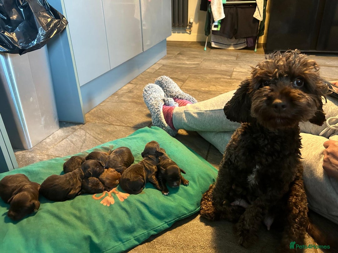 Cockapoo dogs for sale: Cockapoo/ cocker spaniel puppies - Advert 4