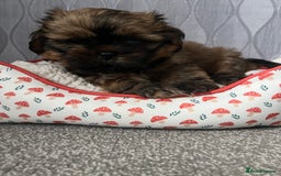 Shih Tzu dogs for sale: Shih Tzu Pups  - Image 3