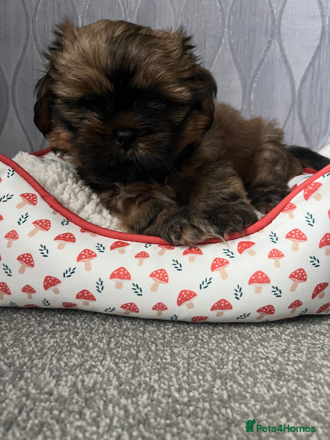 Shih Tzu dogs for sale: Shih Tzu Pups  - Image 3