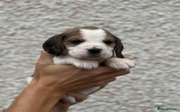 Beagle dogs for sale: KC reg beagle puppies - Image 6