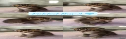 Scottish Fold cats for sale: 🐾 Scottish Fold Kittens 🐱 🐾  - Advert 6