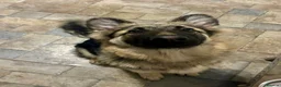 German Shepherd dogs for sale: 7-8 month old German shepherd for rehome - Advert 1