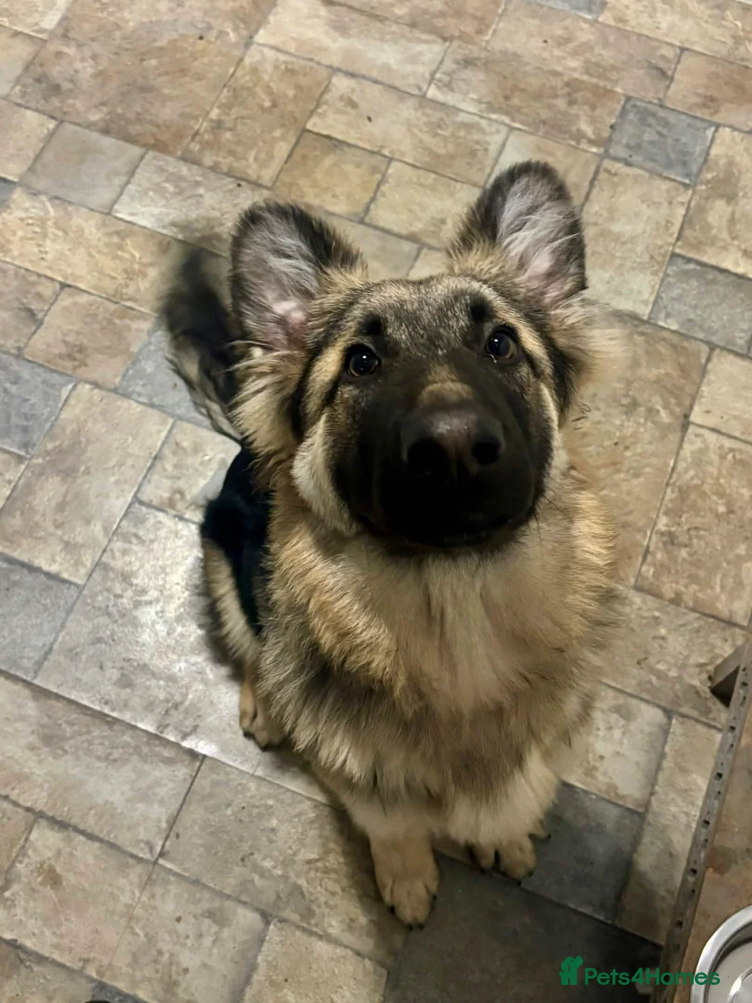 German Shepherd dogs for sale: 7-8 month old German shepherd for rehome - Advert 1