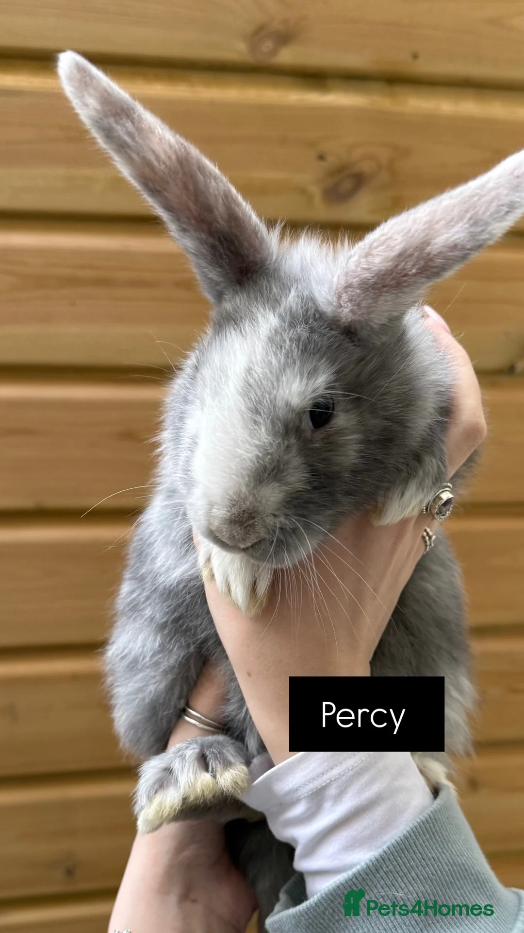 Mixed Breed rabbits for sale: Percy and Noelle  in Saint Austell - Advert 1