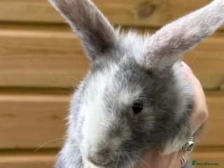 Mixed Breed rabbits Percy and Noelle - Advert 2
