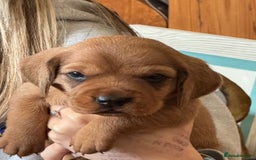 Basset Fauve De Bretagne dogs for sale: Basset Fauve De Bretagne Pups - Image 6