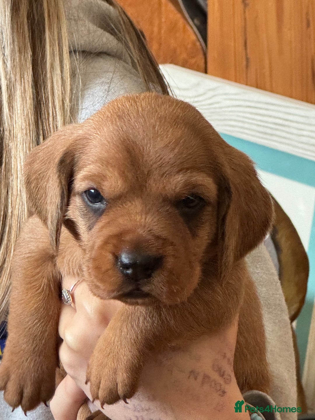 Basset Fauve De Bretagne dogs for sale: Basset Fauve De Bretagne Pups - Image 6