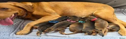 Cockerdor dogs for sale: Beautiful Sable Male Cockerdor Puppy Ready 2ndSept - Advert 3