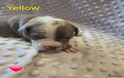 Mixed Breed dogs for sale: Old english bulldross cross american bulldog 😍❤️  - Advert 12