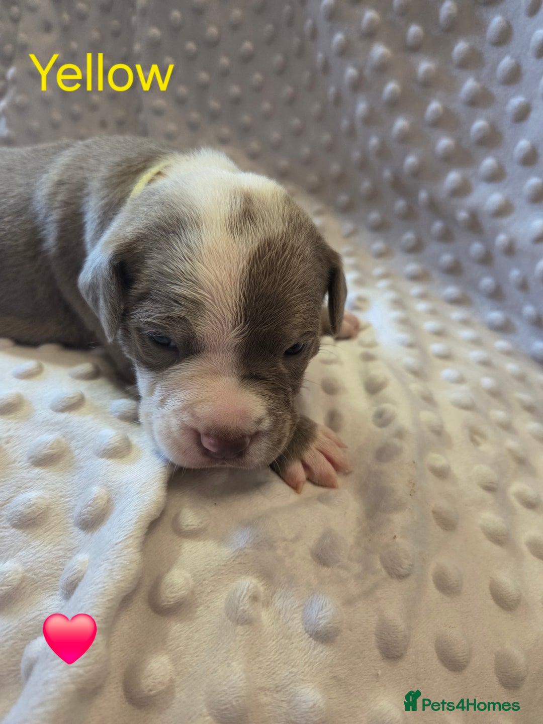 Mixed Breed dogs for sale: Old english bulldross cross american bulldog 😍❤️  - Advert 12