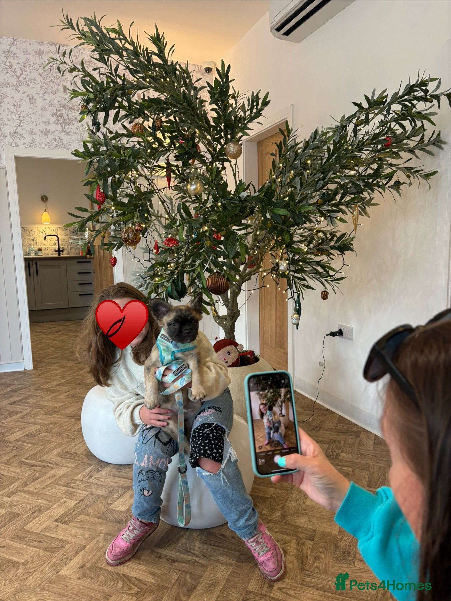 French Bulldog dogs 🧸Fluffy Frenchie pups ♥️ only 1 left - Advert 10