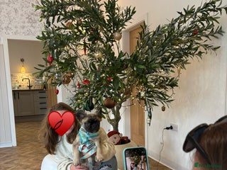 French Bulldog dogs 🧸Fluffy Frenchie pups ♥️ only 1 left - Advert 10