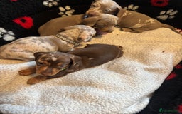 Dachshund dogs for sale: Miniature dapple chocolate boy puppies - Image 8