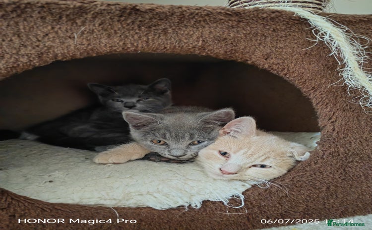British Shorthair cats - Advert 8