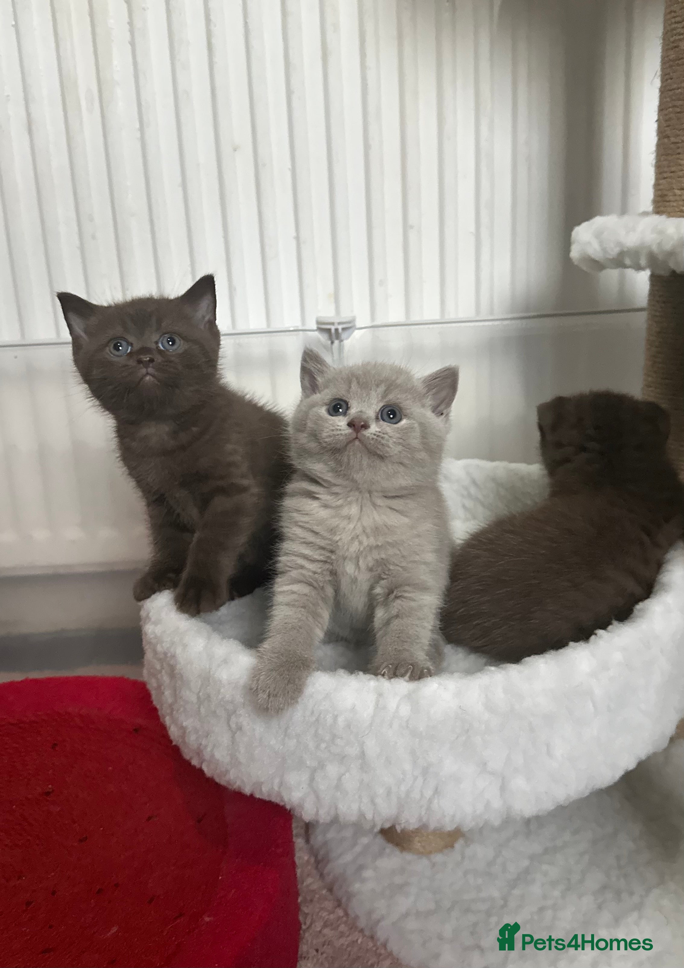 British Shorthair cats 💜Lilac and 💛Lilac Golden TICA British Shorthairs - Advert 17