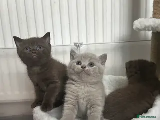 British Shorthair cats 💜Lilac and 💛Lilac Golden TICA British Shorthairs - Advert 16