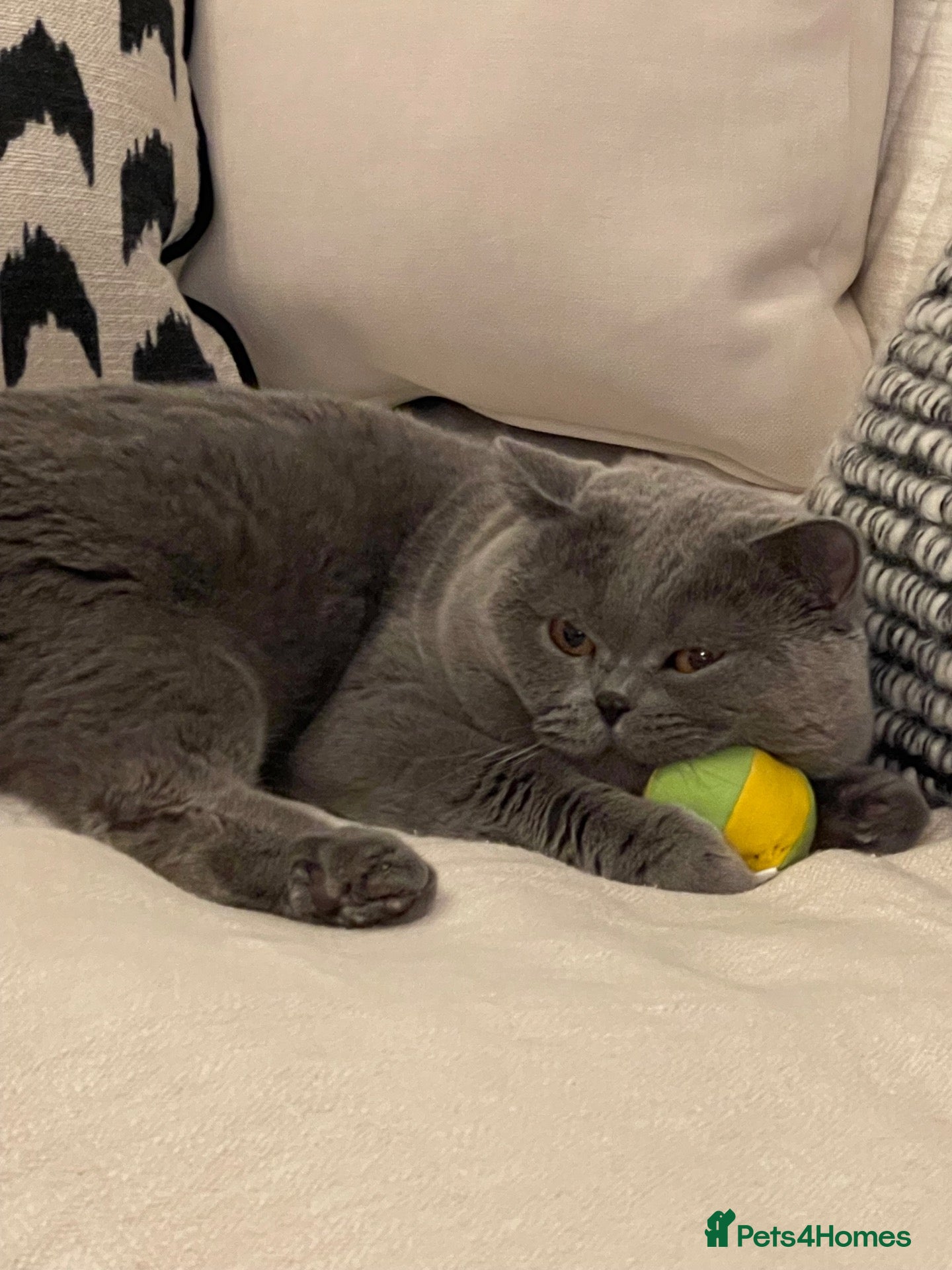 British Shorthair cats Stunning GCCF British Shorthair - *one Girl left * - Advert 1