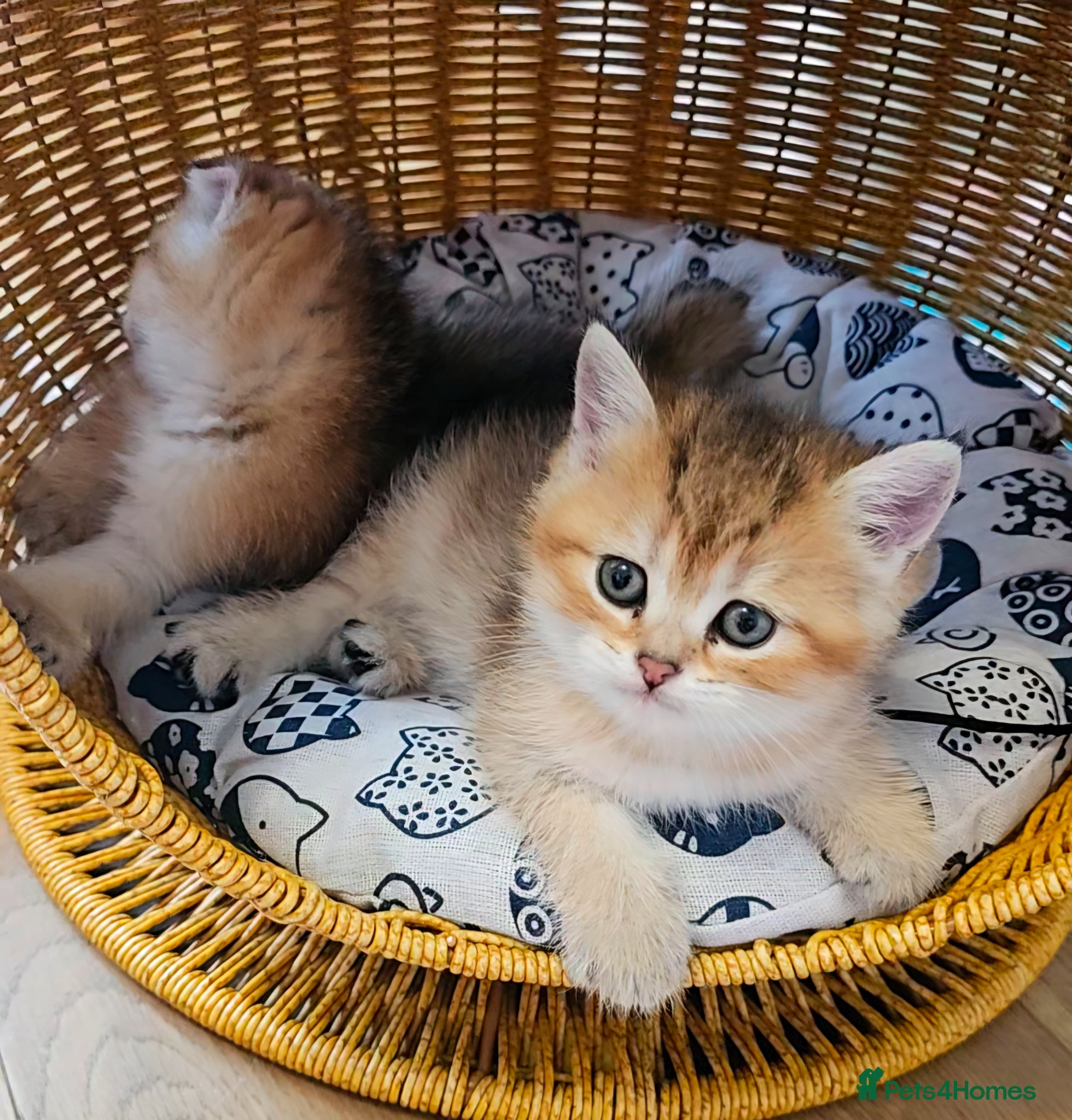 Scottish Fold cats Pedigree SF kittens😻READY FOR RESERVATION - Advert 10
