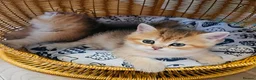 Scottish Fold cats for sale: Pedigree😻SF TICA registered😻kittens😻 - Advert 5