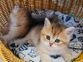 Scottish Fold cats Pedigree SF kittens😻READY FOR RESERVATION - Advert 3