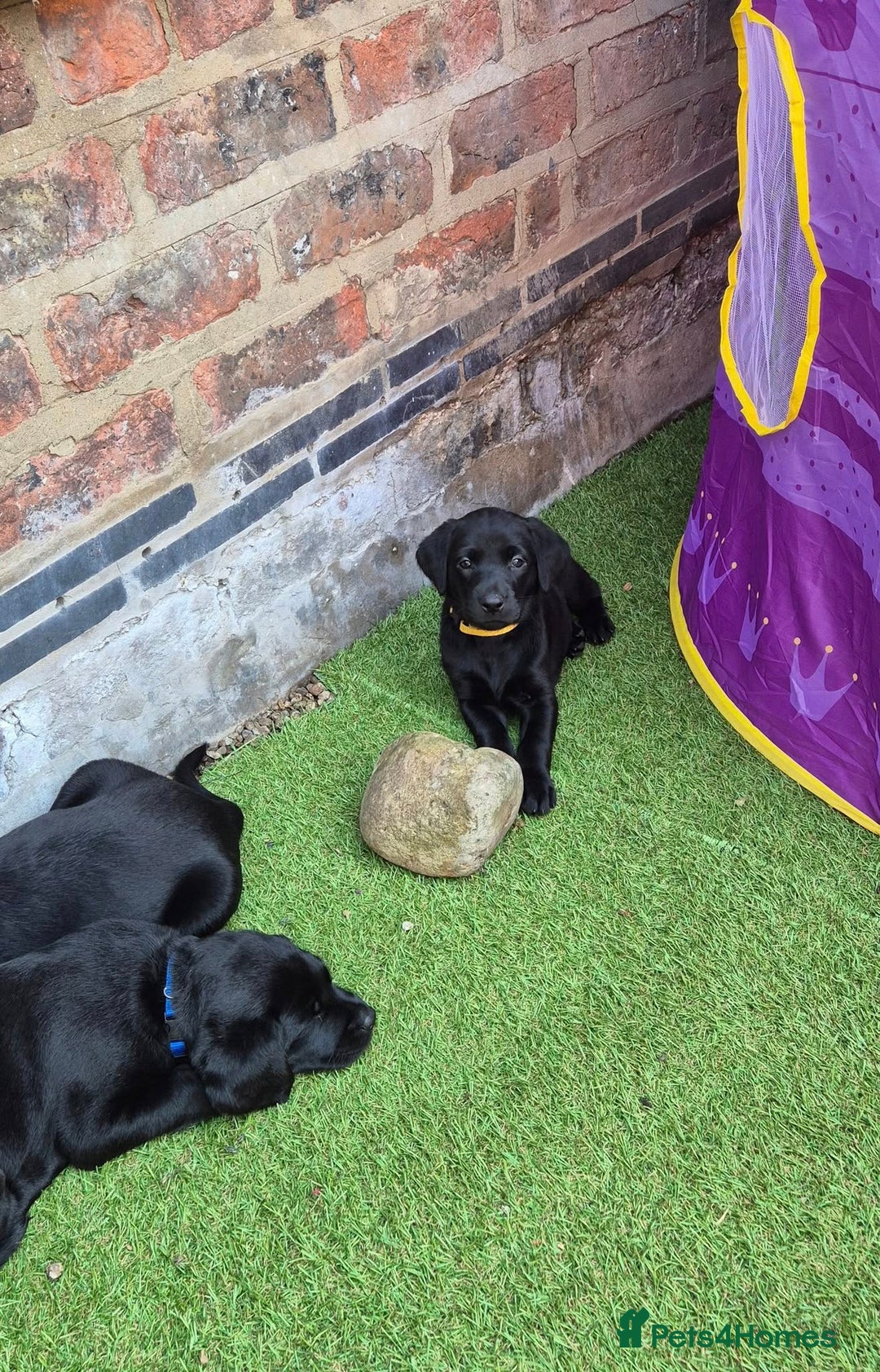 Labrador Retriever dogs for sale: Black Labrador Puppies  - Image 6