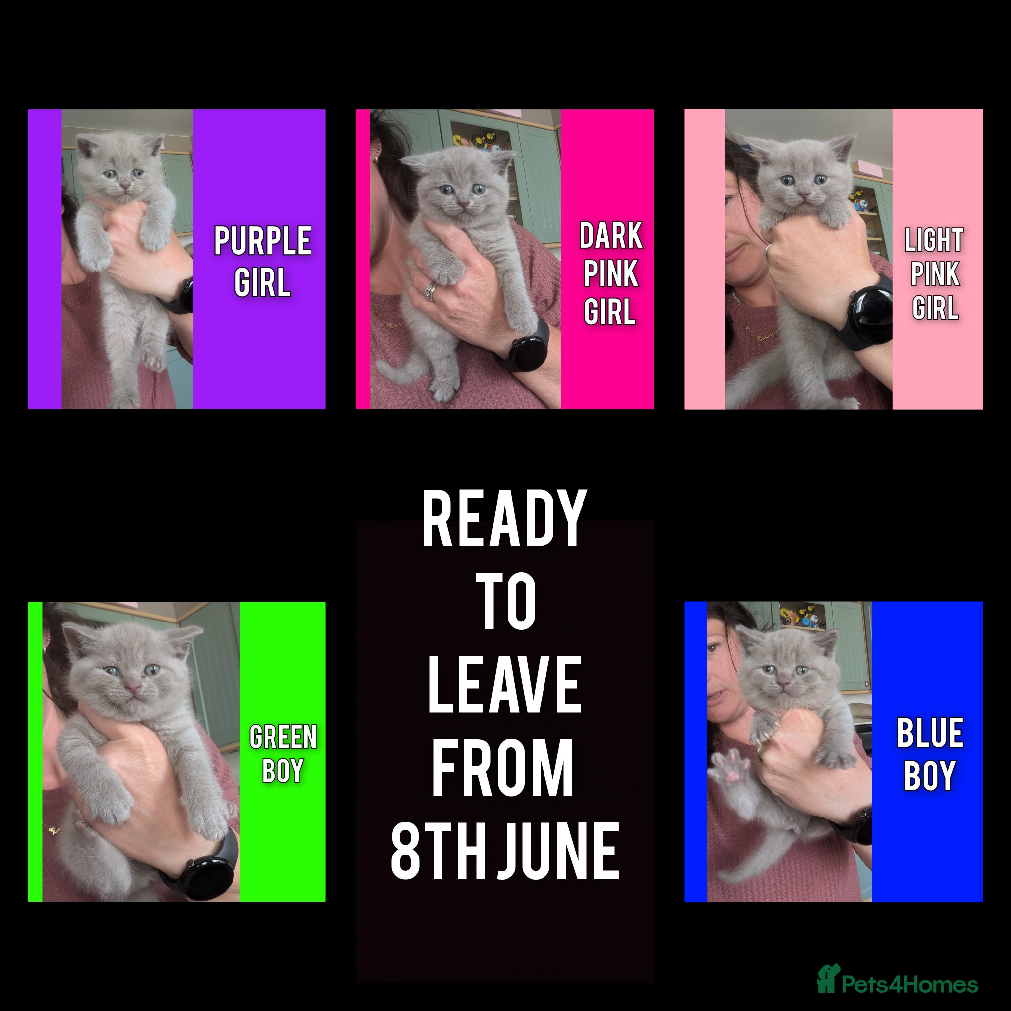British Shorthair cats for sale: 5 Stunning Lilac Shorthair Kittens For Sale - Advert 1