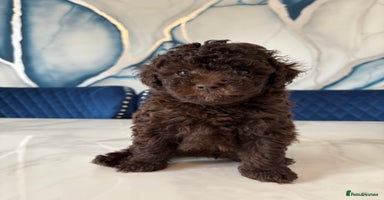 Toy Poodle dogs - Advert 8
