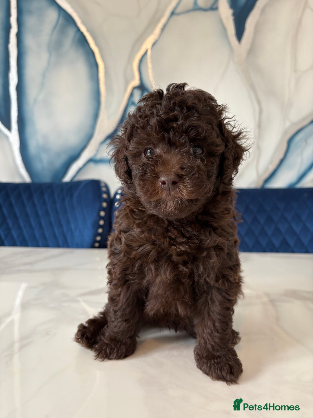 Toy Poodle dogs for sale: 1 Male & 1 Female Toy Poodle - Image 3