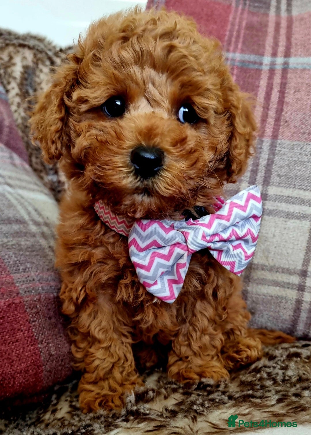 Maltipoo dogs 🐶READY TO LEAVE🐶 Hypoallergenic Maltipoos 🩷 - Advert 11