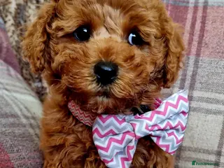 Maltipoo dogs 🐶READY TO LEAVE🐶 Hypoallergenic Maltipoos 🩷 - Advert 11