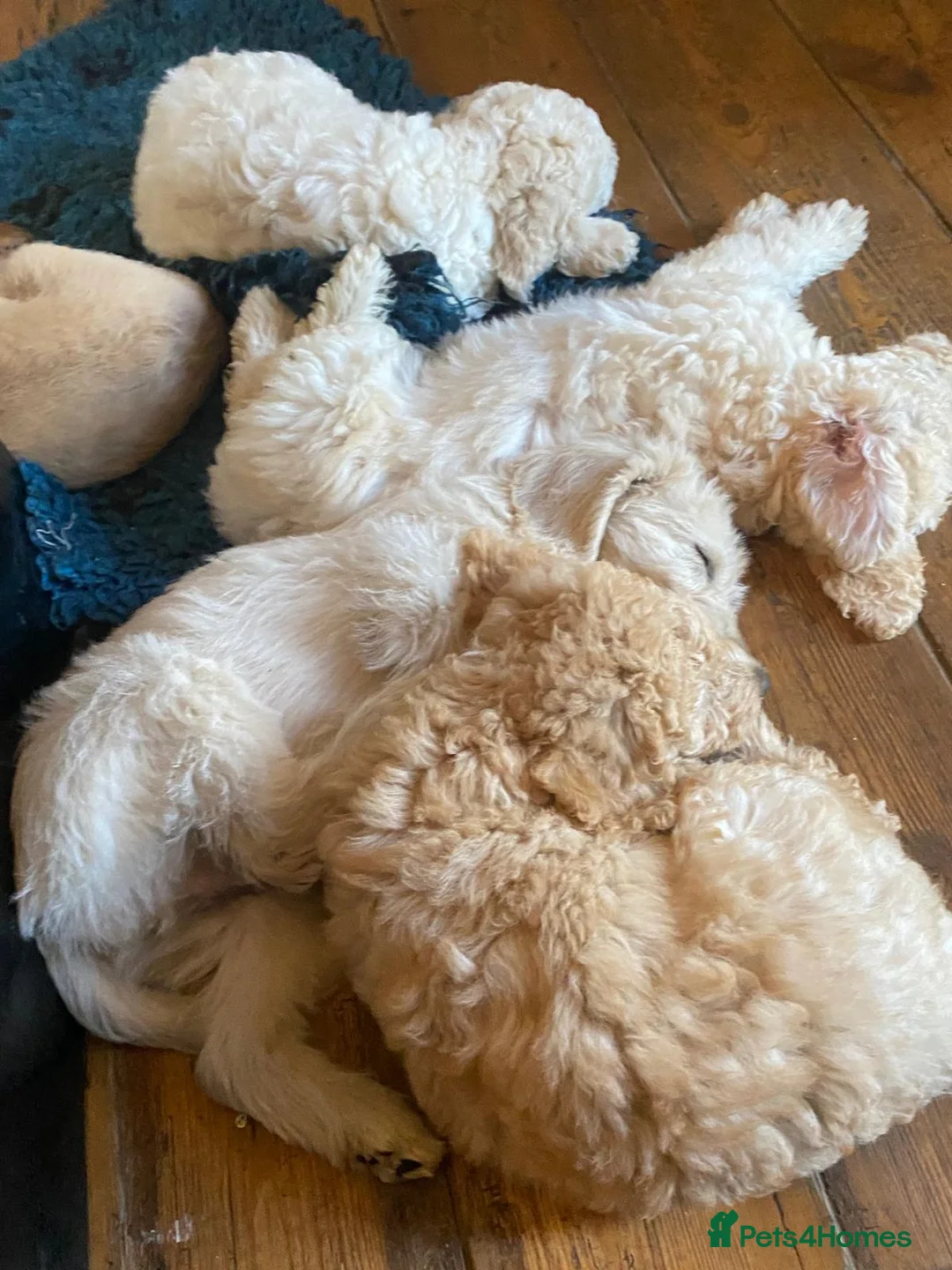 Labradoodle dogs for stud: Multigen/F3b Labradoodle Stud in Calne - Advert 13
