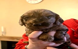 Cockapoo dogs for sale: Gorgeous Cockerpoo Puppies  - Image 9