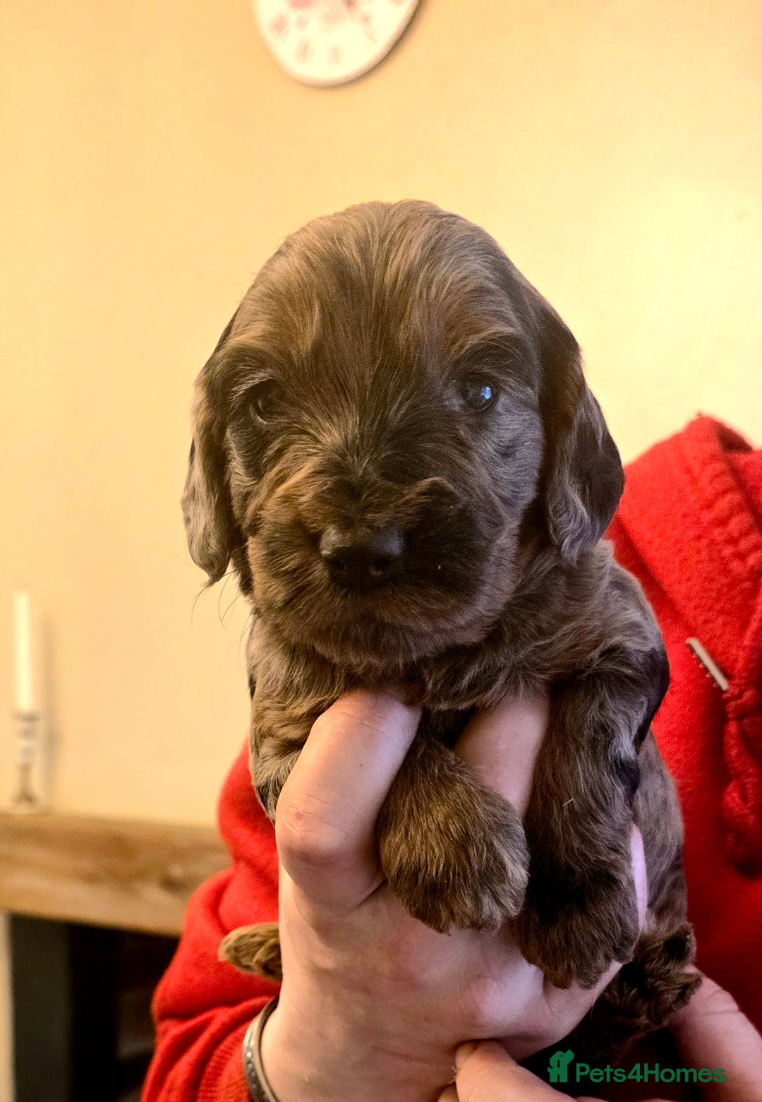 Cockapoo dogs for sale: Gorgeous Cockerpoo Puppies  - Image 9