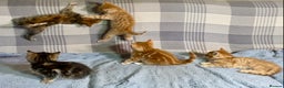 Mixed Breed cats for sale: Gorgeous Ginger And Tortoiseshell Female Kittens - Advert 25